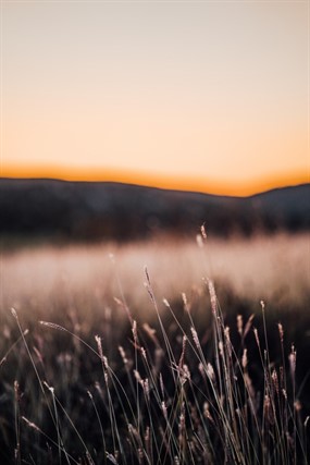 非主流花草唯美意境图片